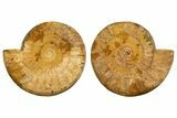 Cut & Polished Jurassic Ammonite (Perisphinctes) Fossil #336423-1